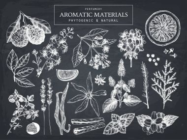 Mürekkep el aromatik bitkiler çizilmiş kümesi