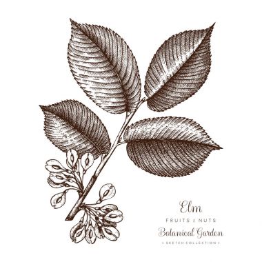 American Elm botanik illüstrasyon. 