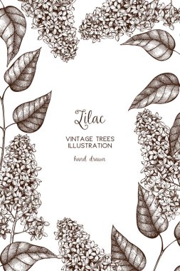 Leylak ağacı çerçeve çiçek açan dalları