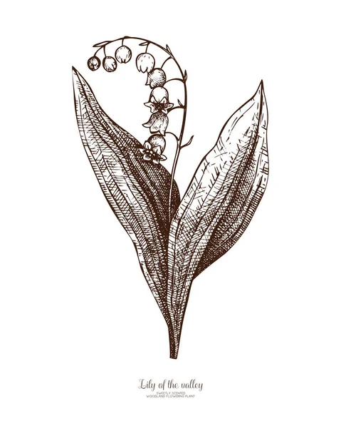 Hand getekend Lily of the valley bloem — Stockvector