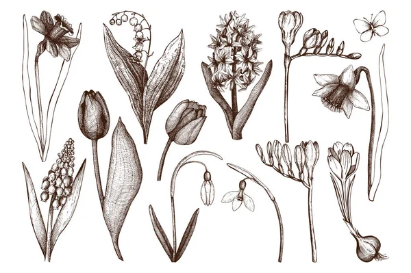 Botaniska illustrationer av springtime växter — Stock vektor