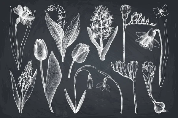 Botanical illustrations of springtime plants — Stock Vector