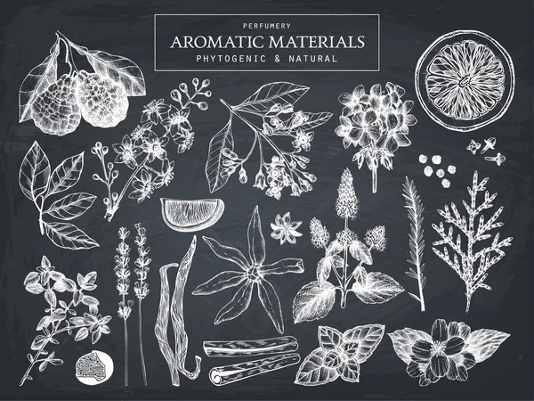 インク手芳香植物の描かれたセット — ストックベクタ