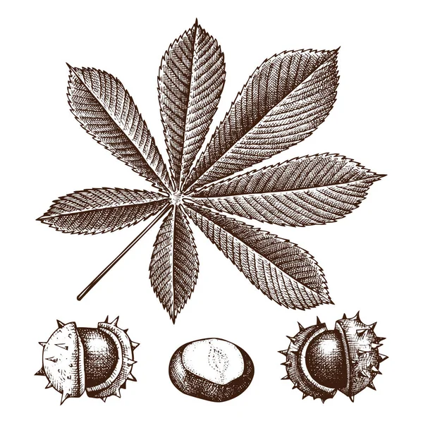 Kastanj botaniska illustration. — Stock vektor