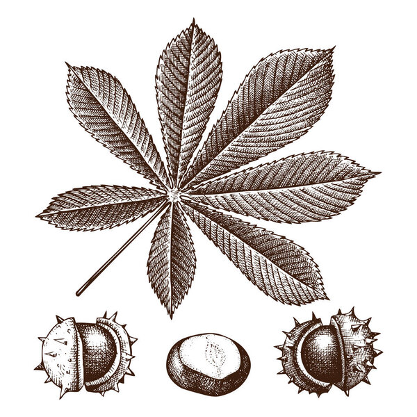 Chestnut botanical illustration.