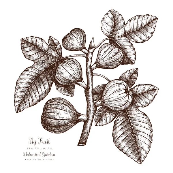 Illustration botanique de figuier . — Image vectorielle