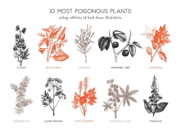 Vintage plantas nocivas colección de bocetos — Archivo Imágenes Vectoriales