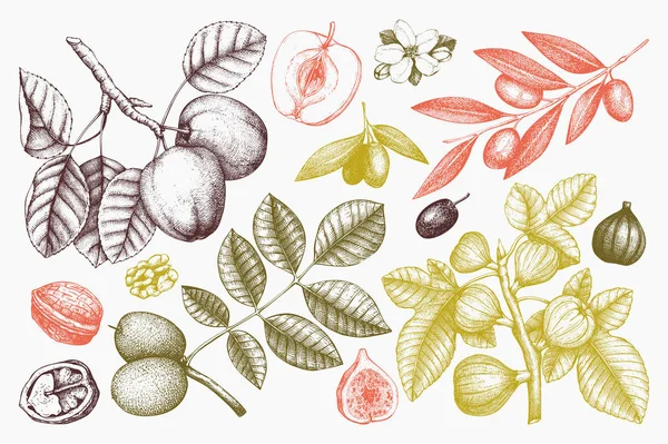 Colección de ilustración de árboles dibujados a mano . — Archivo Imágenes Vectoriales