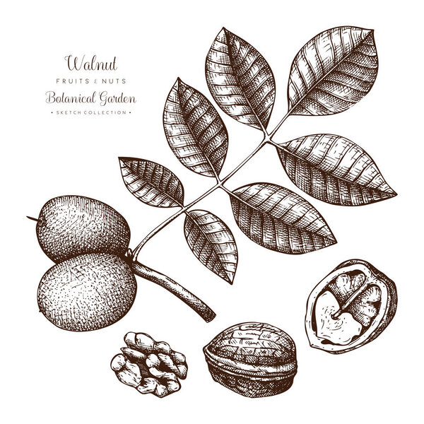 Walnut botanical illustration. 