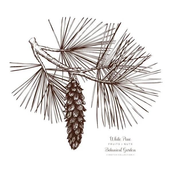 White Pine botanische illustratie. — Stockvector