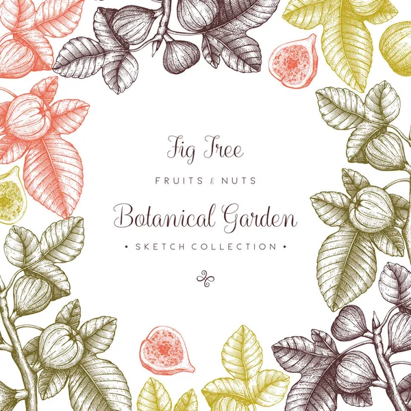 Design with hand drawn fig trees branch — Stock Illustration Design with hand drawn fig trees branch Stock Illustration