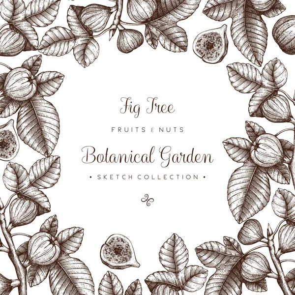 Design with hand drawn fig trees branch — Stock Illustration Design with hand drawn fig trees branch Royalty Free Stock Illustrations