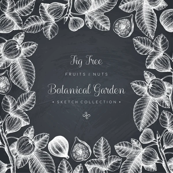 Design with hand drawn fig trees branch — Stock Illustration Design with hand drawn fig trees branch Royalty Free Stock Vectors