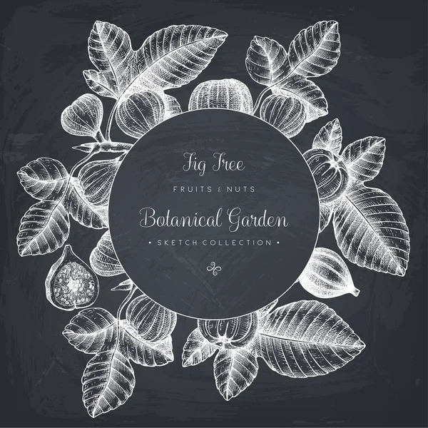 Design with hand drawn fig trees branch — Stock Illustration Design with hand drawn fig trees branch Royalty Free Stock Vectors