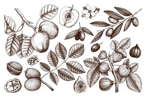 Collection of hand drawn trees illustration. — Stock Illustration Collection of hand drawn trees illustration. Stock Illustration