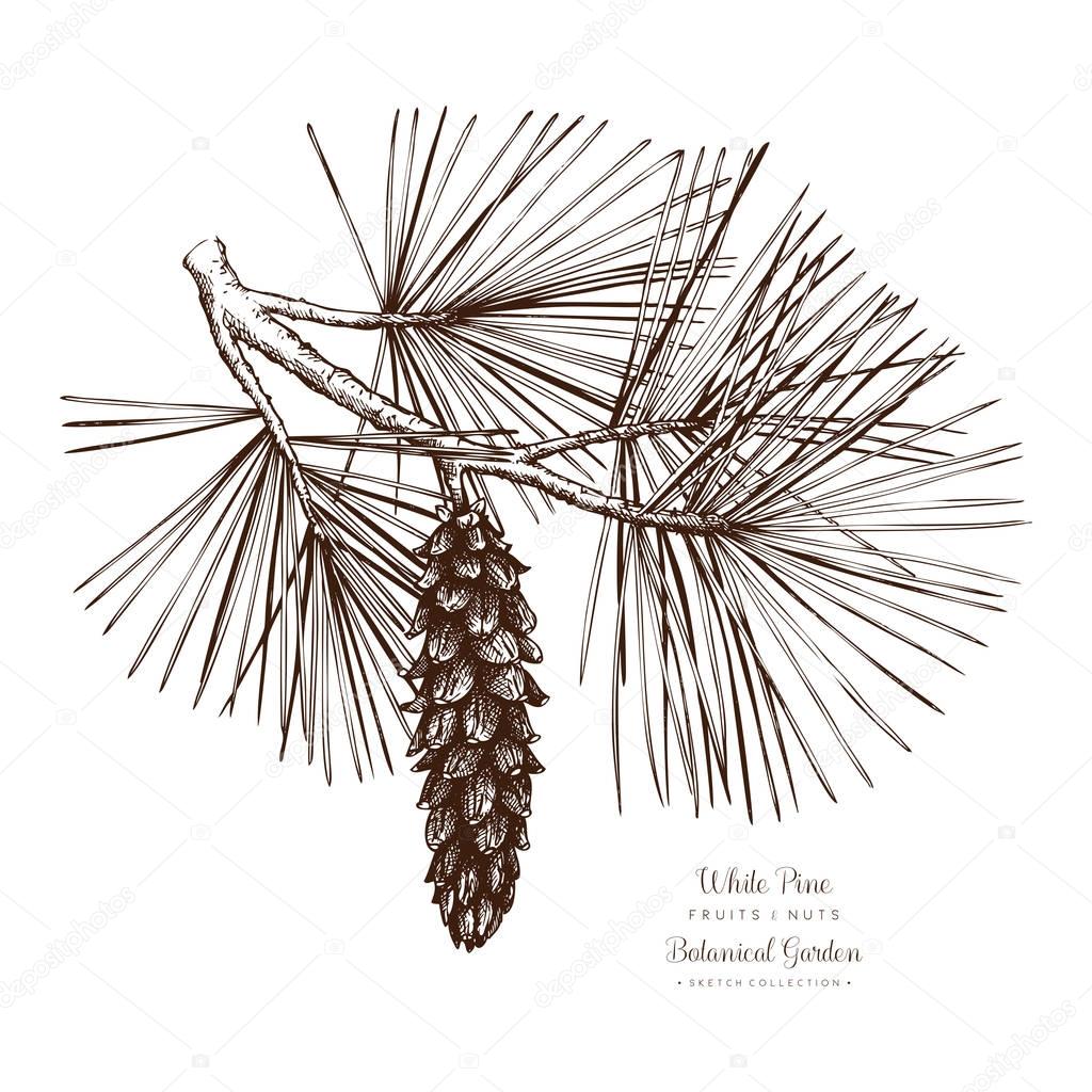 White Pine botanical illustration.