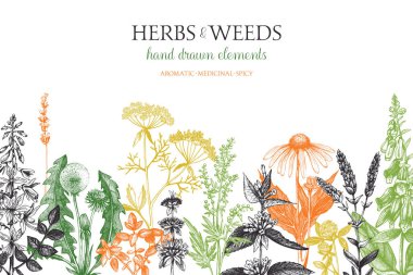 hand drawn herbs and weeds illustration clipart