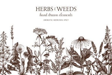 hand drawn herbs and weeds illustration clipart