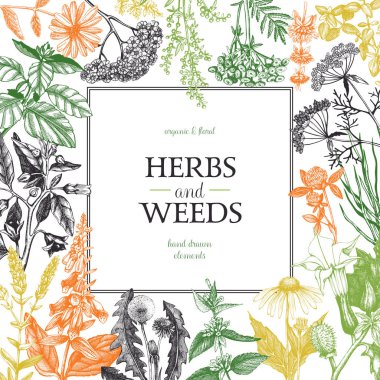  hand drawn herbs and weeds frame clipart