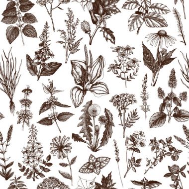 Seamless pattern with hand drawn herbs and weeds collection.