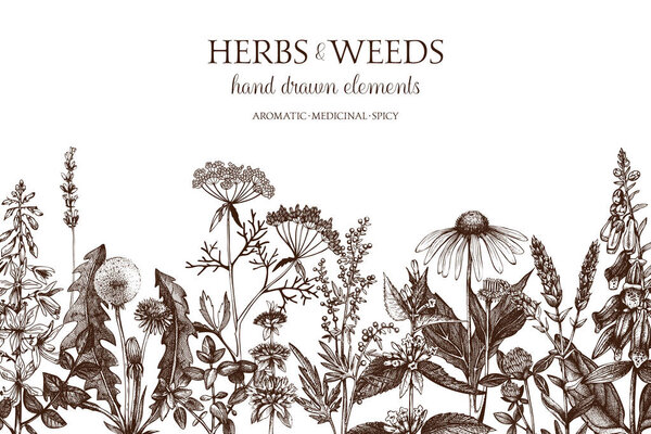 hand drawn herbs and weeds illustration