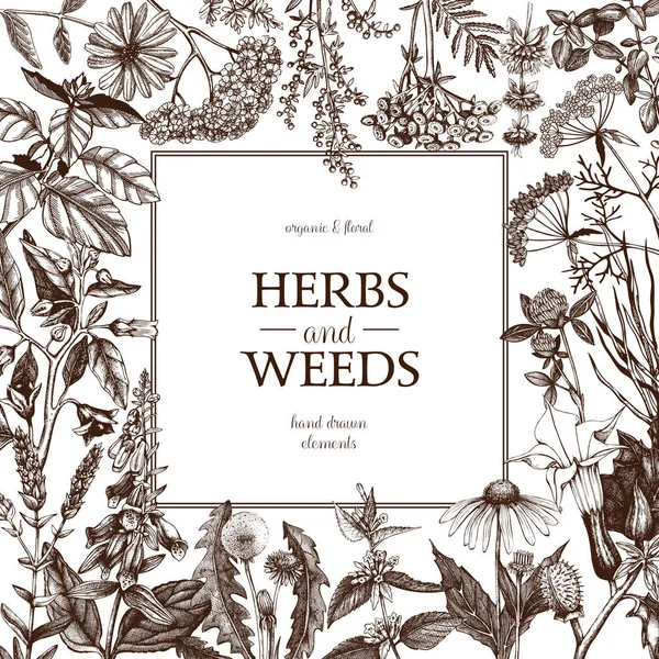 Cadre d'herbes et de mauvaises herbes dessiné à la main — Image vectorielle