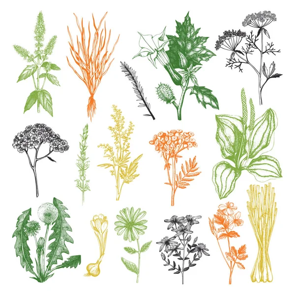 Coleta de especiarias e ervas desenhadas à mão —  Vetores de Stock
