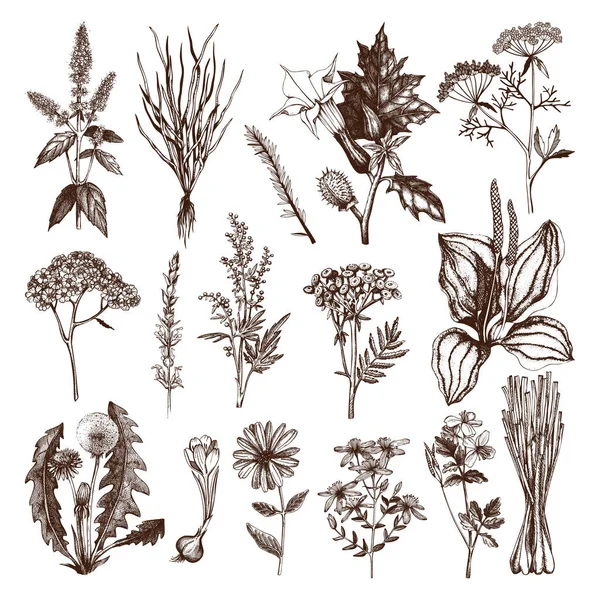 Colección de especias y hierbas elaboradas a mano — Vector de stock