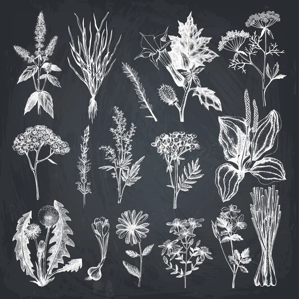 Raccolta di spezie e erbe disegnate a mano — Vettoriale Stock