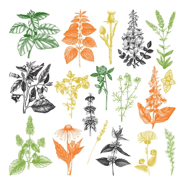 Collection d'épices et d'herbes dessinées à la main — Image vectorielle