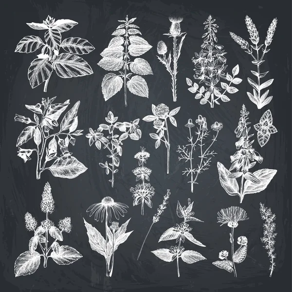 Colección de especias y hierbas elaboradas a mano — Archivo Imágenes Vectoriales