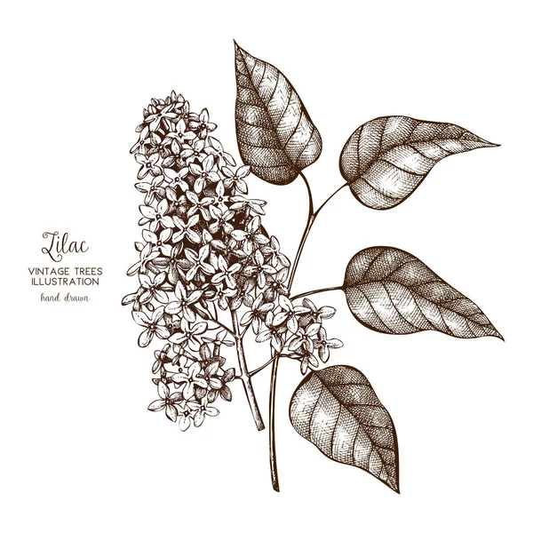 Rami fioriti disegnati a mano di albero lilla — Vettoriale Stock