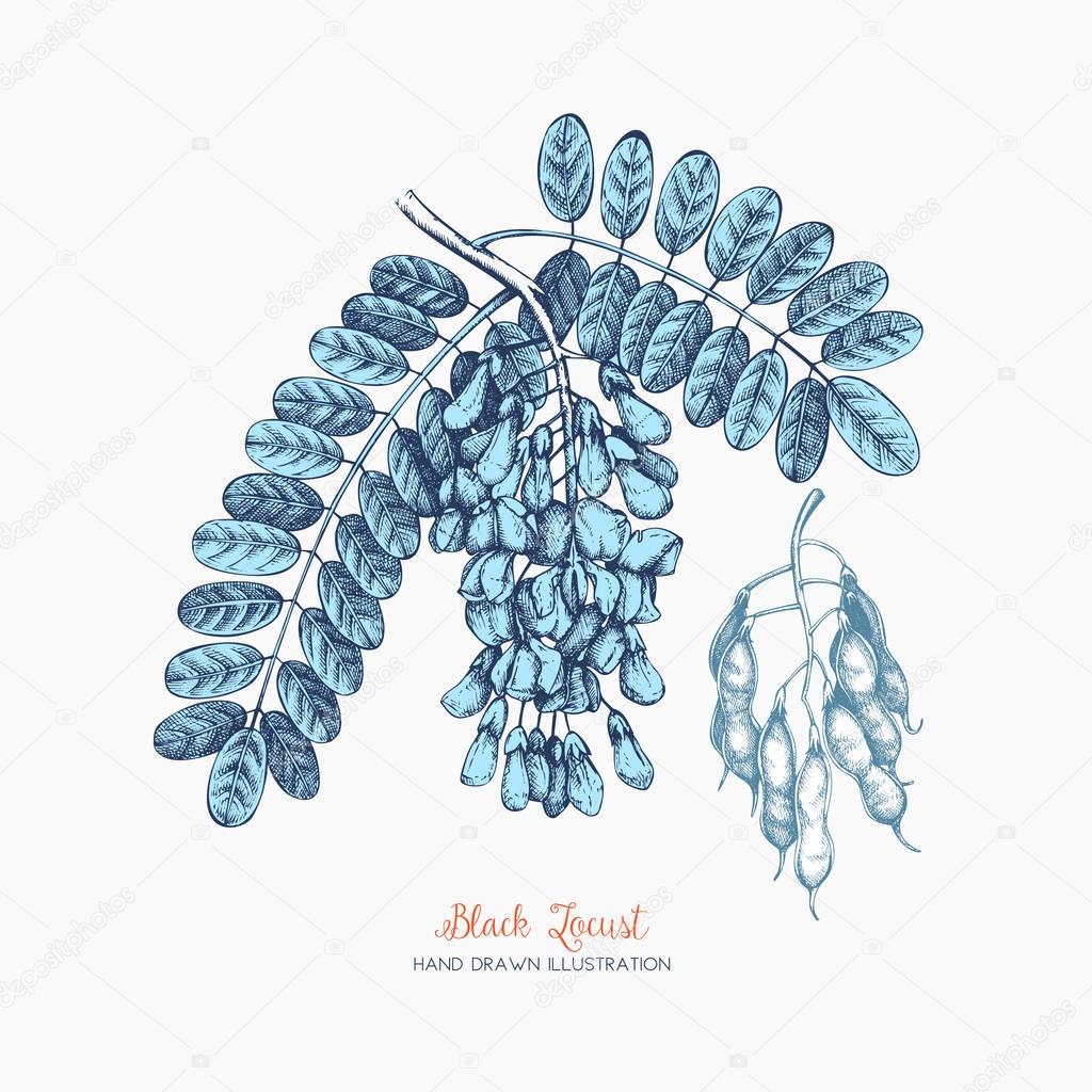 Vector frame with delicate Robinia flowers.
