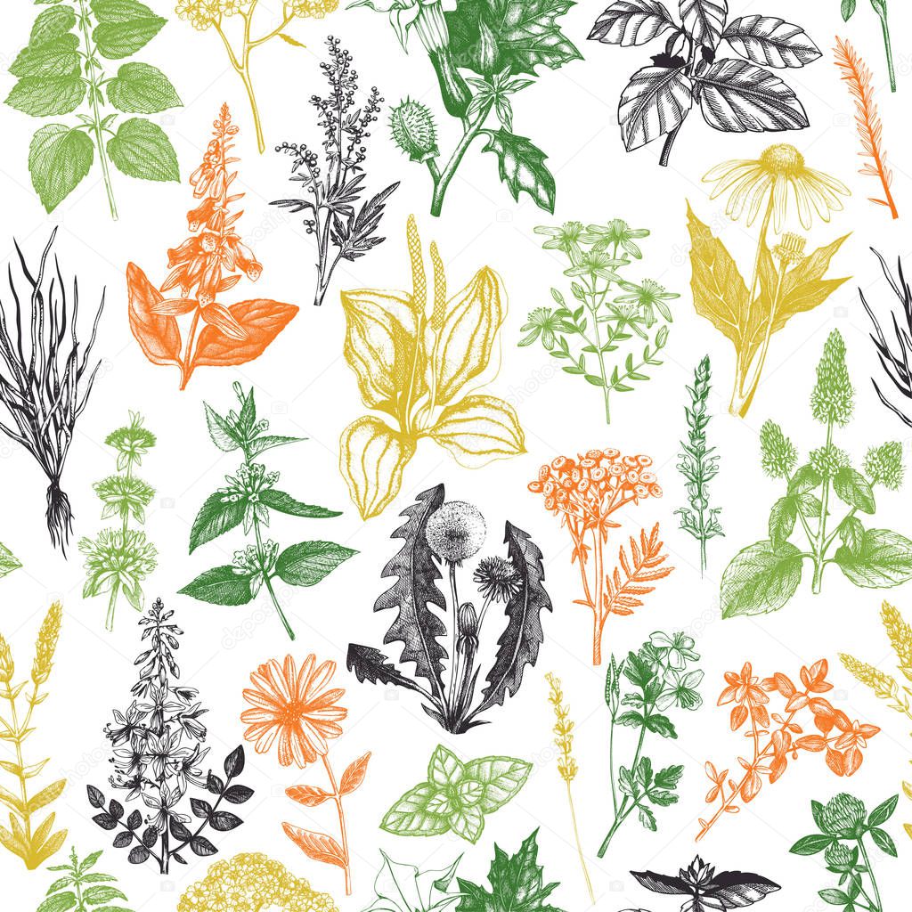 Seamless pattern with hand drawn herbs and weeds collection.