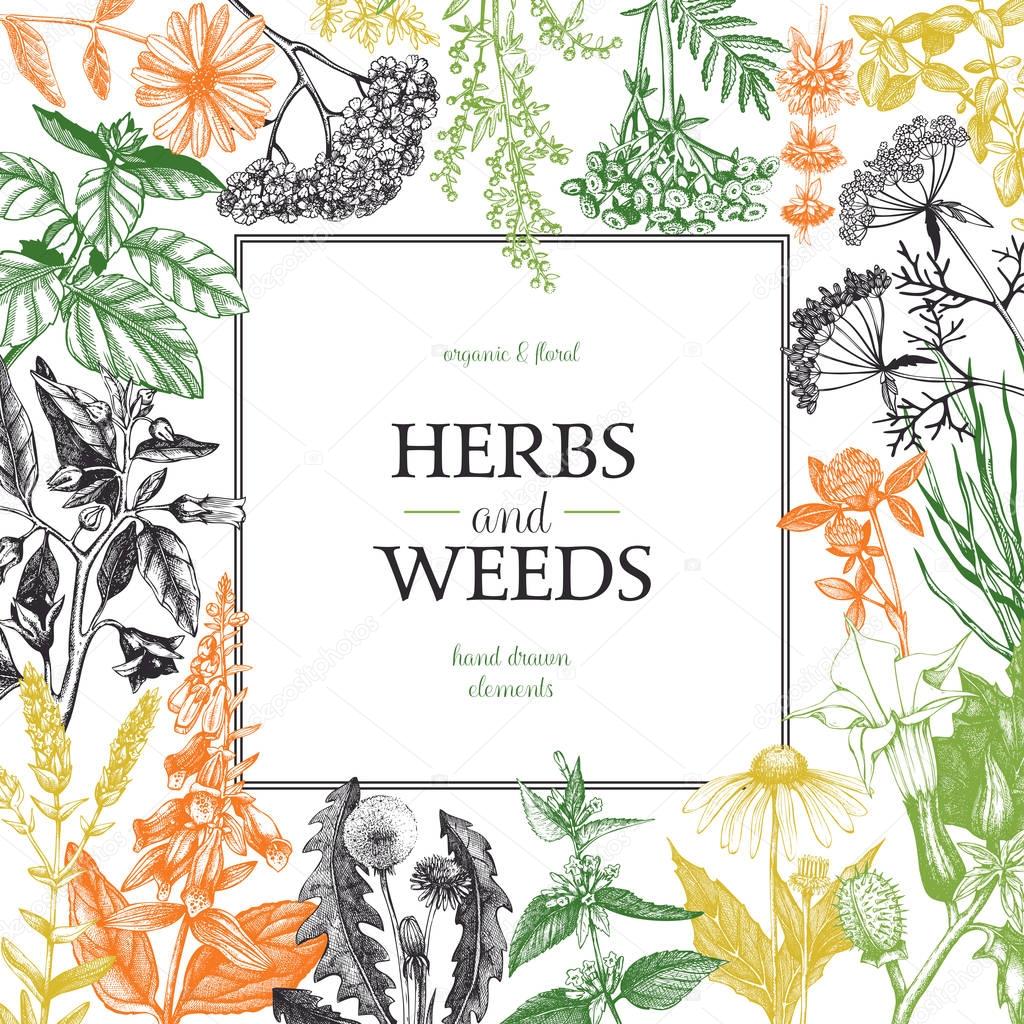  hand drawn herbs and weeds frame