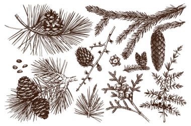 Vector collection of conifers illustration. clipart
