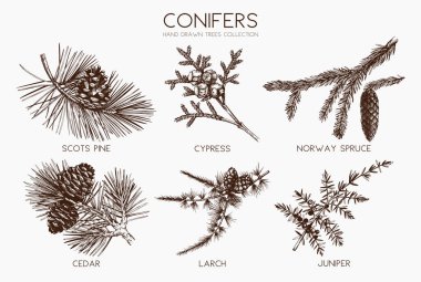 Vector collection of conifers illustration. clipart
