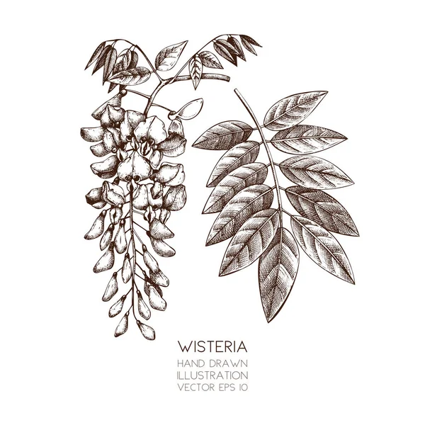 Hand drawn Wisteria flower illustration. — Stock Vector