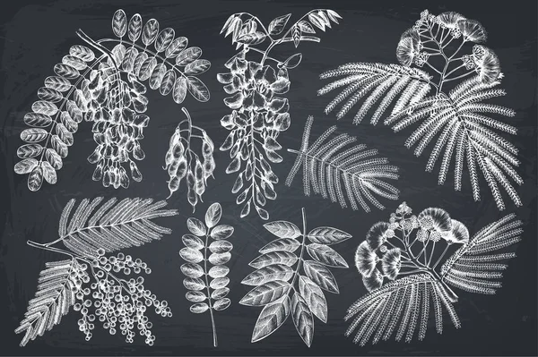 Цветущие растения Фабисовые — стоковый вектор