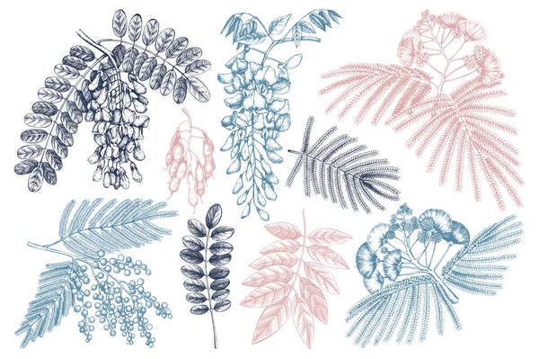 Handgezeichnete blühende Fabaceae Pflanzen — Stockvektor