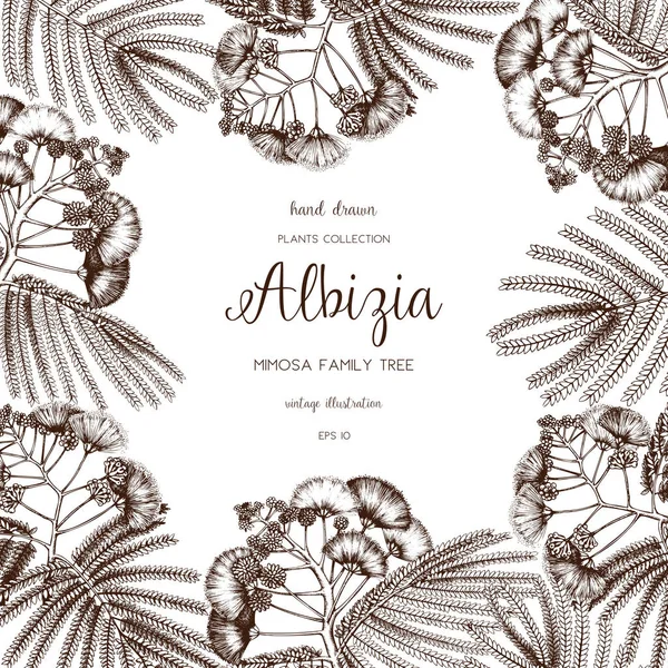 Marco vectorial con delicados elementos de Albizia — Archivo Imágenes Vectoriales