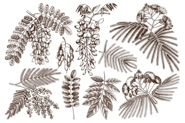 Plantas Fabaceae dibujadas a mano — Archivo Imágenes Vectoriales