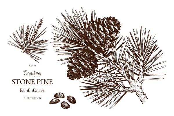 Ilustración de pino de piedra vintage . — Archivo Imágenes Vectoriales