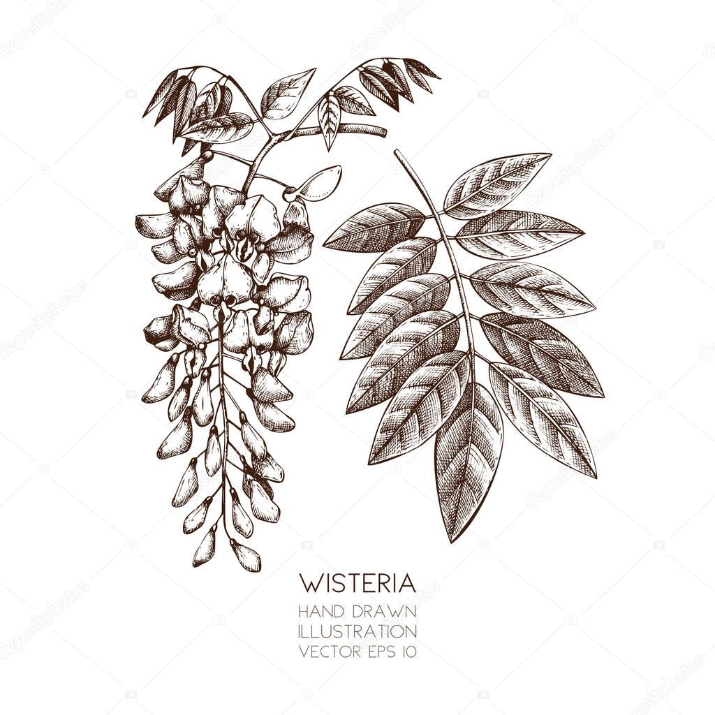 Hand drawn Wisteria flower illustration.