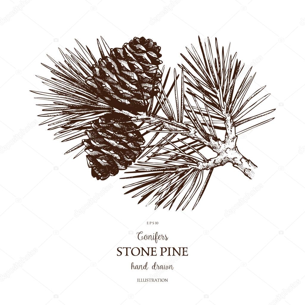 Vintage Stone Pine illustration. 