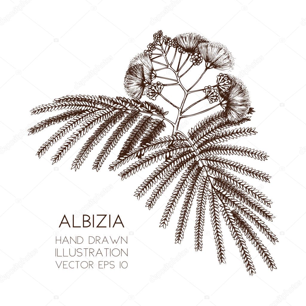 Vector illustration of Silk tree on white background.