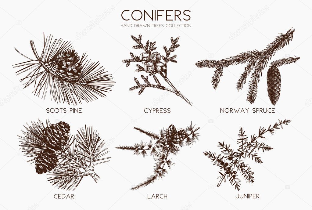 Vector collection of conifers illustration.