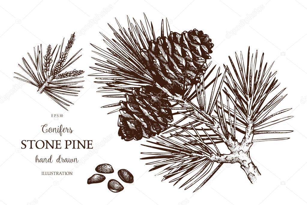 Vintage Stone Pine illustration. 