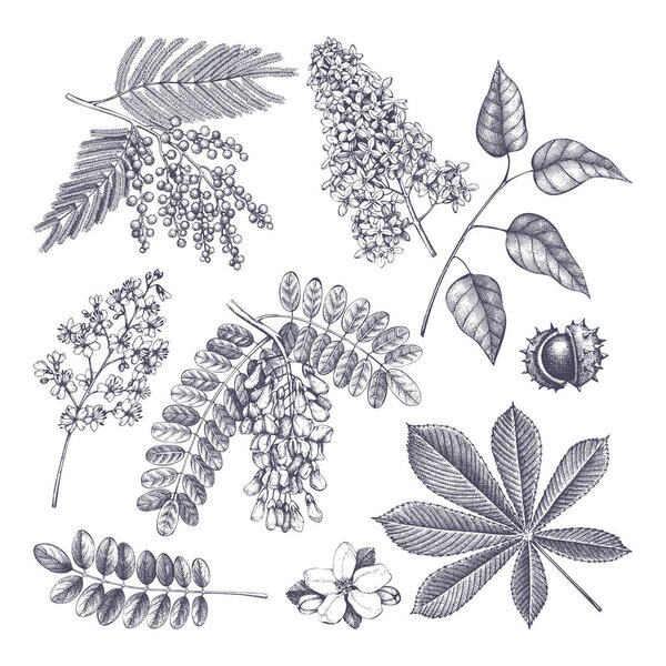 Набор эскизов старинных цветущих деревьев
.