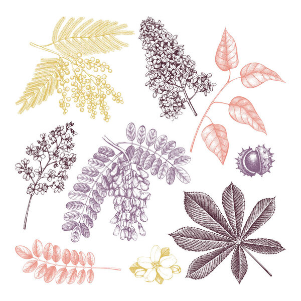 Набор эскизов старинных цветущих деревьев
.